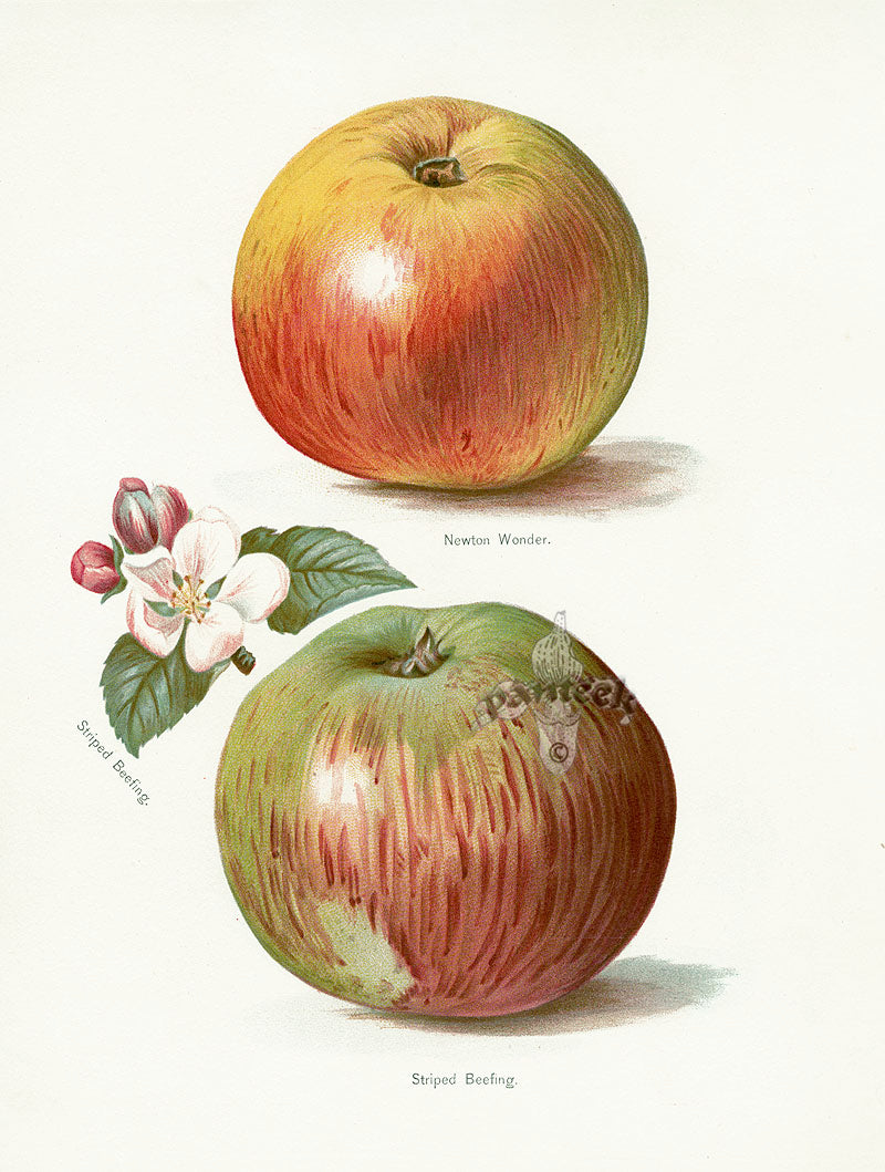 Wright Antique Fruit Print Striped Beefing Apple & Blossom