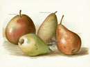 Wright Antique Fruit Print Van Mons Pear - Panteek Antique Prints