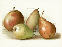 Wright Antique Fruit Print Van Mons Pear - Panteek Antique Prints