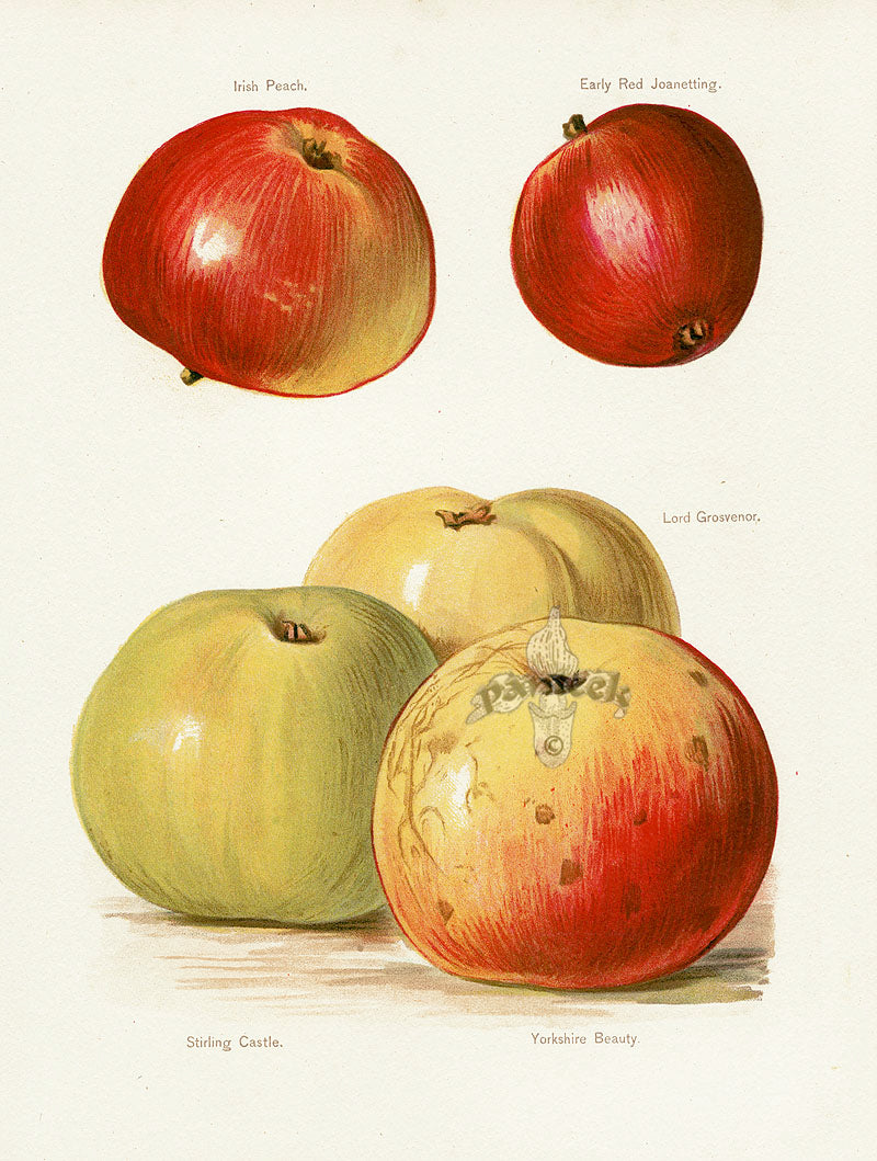 Wright Antique Fruit Print Yorkshire Beauty Apple