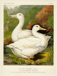 Wright Antique Poultry Prints Aylesbury Ducks - Panteek Antique Prints