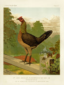 Wright Antique Poultry Prints Black-Breasted Game Hen - Panteek Antique Prints
