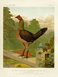 Wright Antique Poultry Prints Black-Breasted Game Hen - Panteek Antique Prints