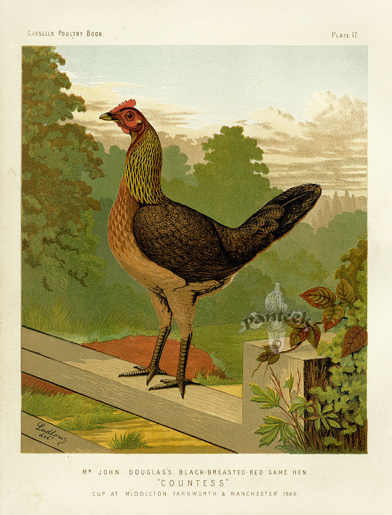 Wright Antique Poultry Prints Black-Breasted Game Hen