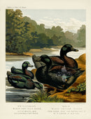 Wright Antique Poultry Prints Black East India Ducks - Panteek Antique Prints