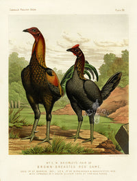 Wright Antique Poultry Prints Brown-Breasted Red Game - Panteek Antique Prints