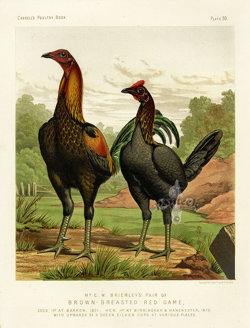 Wright Antique Poultry Prints Brown-Breasted Red Game