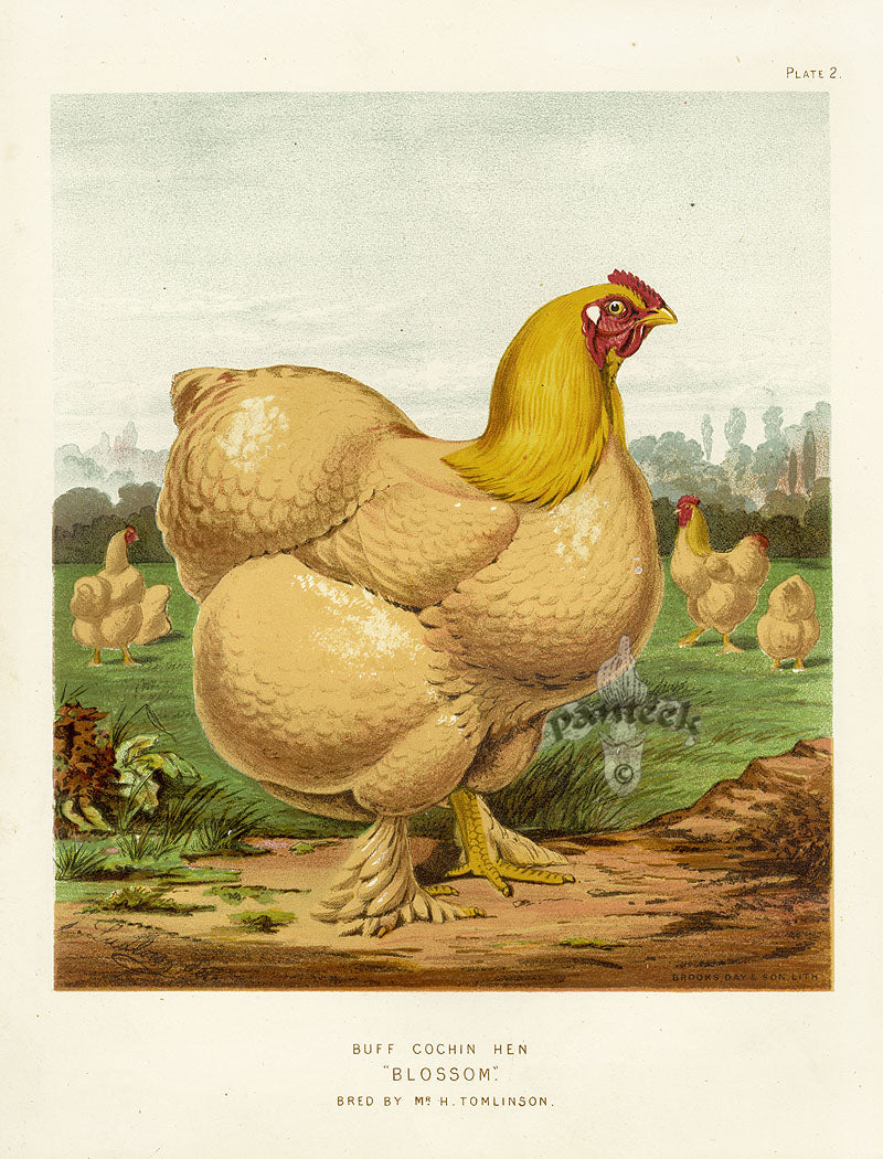 Wright Antique Poultry Prints Buff Cochin Hen