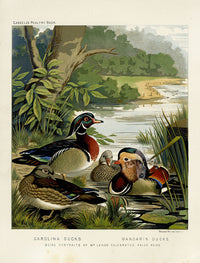 Wright Antique Poultry Prints Carolina Ducks - Panteek Antique Prints