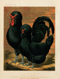 Wright Antique Poultry Prints Creve-Caeurs - Panteek Antique Prints