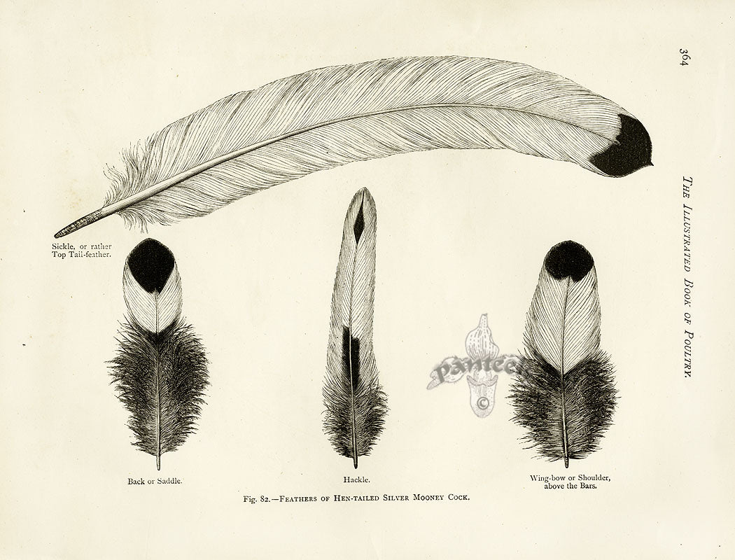 Wright Antique Poultry Prints Feathers Mooney Cock
