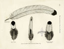 Wright Antique Poultry Prints Feathers Mooney Cock - Panteek Antique Prints