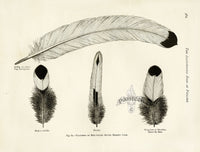 Wright Antique Poultry Prints Feathers Mooney Cock - Panteek Antique Prints