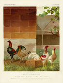 Wright Antique Poultry Prints Game Bantams - Panteek Antique Prints