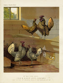 Wright Antique Poultry Prints Gold & Silver-Laced Bantams - Panteek Antique Prints