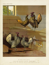 Wright Antique Poultry Prints Gold & Silver-Laced Bantams - Panteek Antique Prints