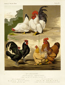 Wright Antique Poultry Prints Japanese Bantams - Panteek Antique Prints