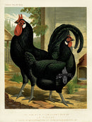 Wright Antique Poultry Prints La Fleche - Panteek Antique Prints
