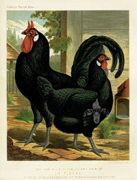 Wright Antique Poultry Prints La Fleche - Panteek Antique Prints