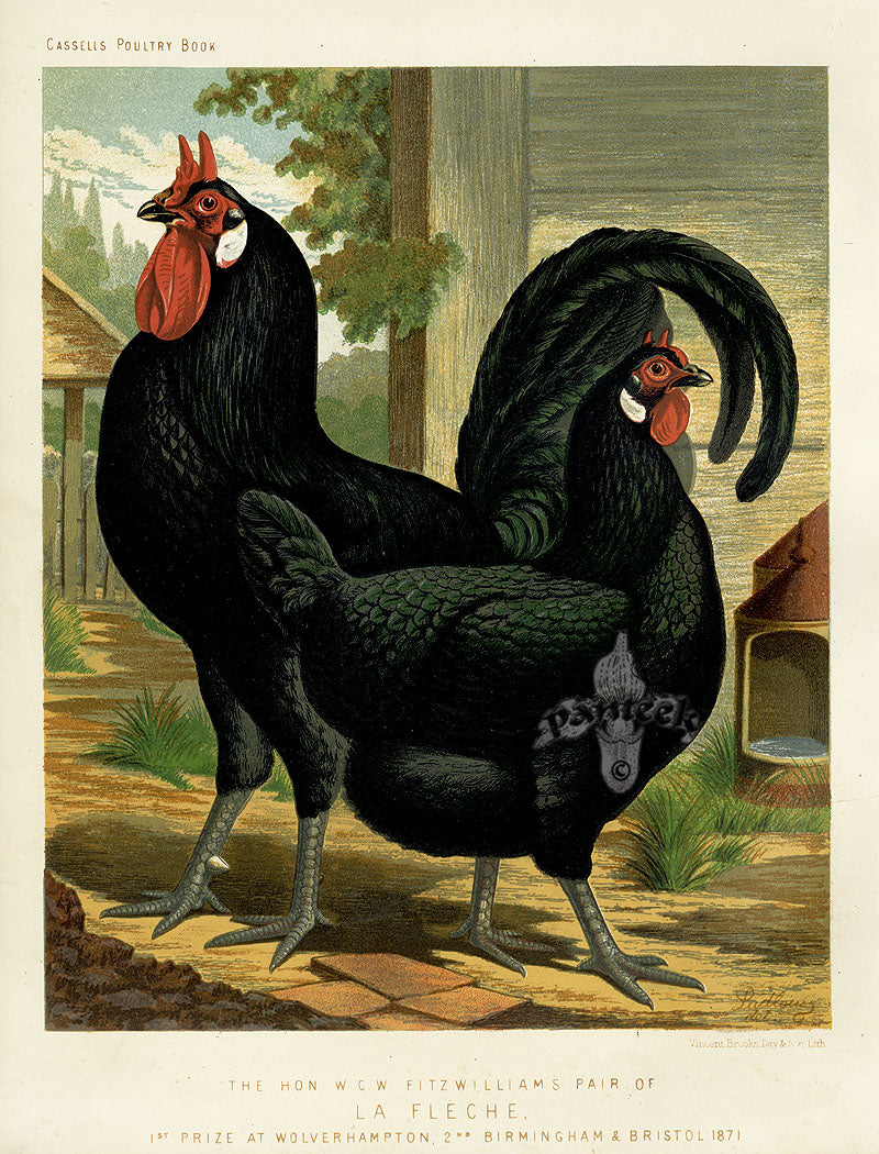 Wright Antique Poultry Prints La Fleche