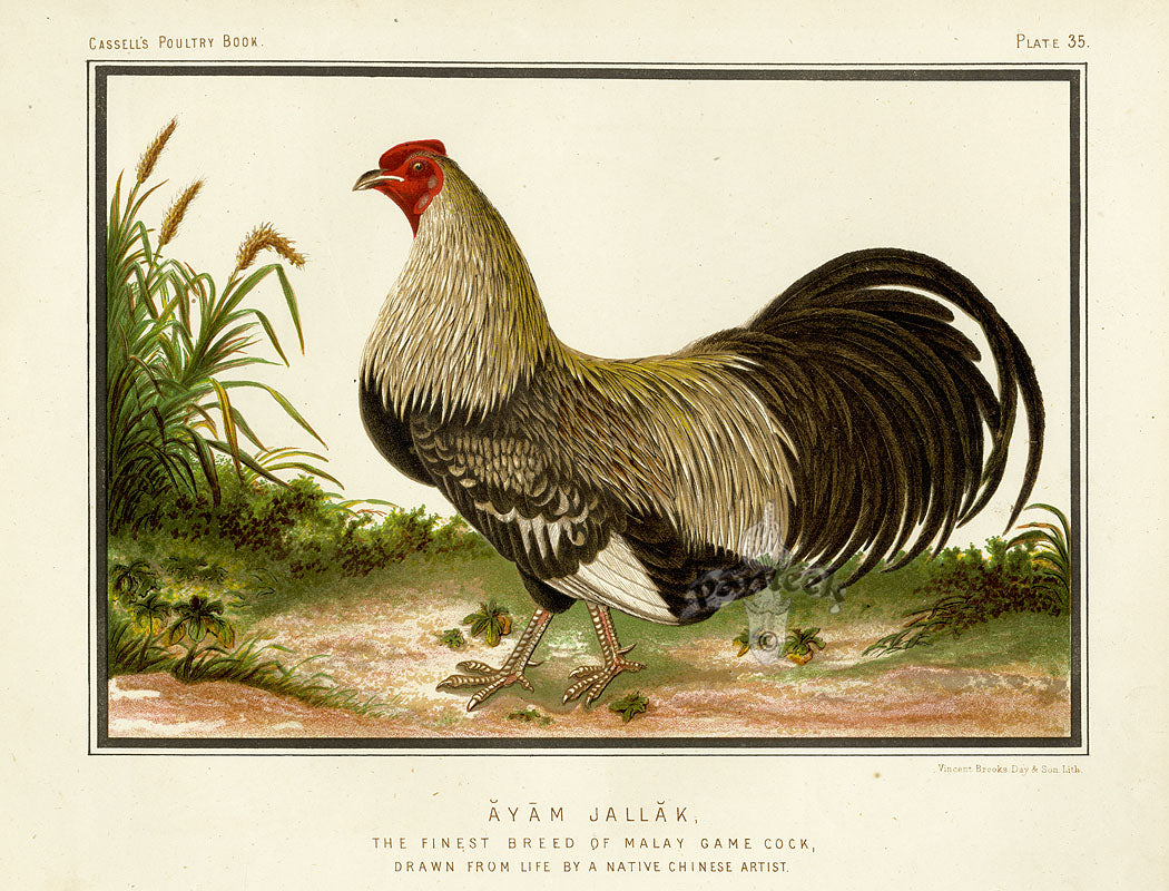 Wright Antique Poultry Prints Malay Game Cock