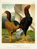 Wright Antique Poultry Prints Malays - Panteek Antique Prints