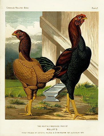 Wright Antique Poultry Prints Malays