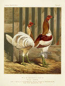 Wright Antique Poultry Prints Pile Game - Panteek Antique Prints