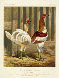 Wright Antique Poultry Prints Pile Game - Panteek Antique Prints