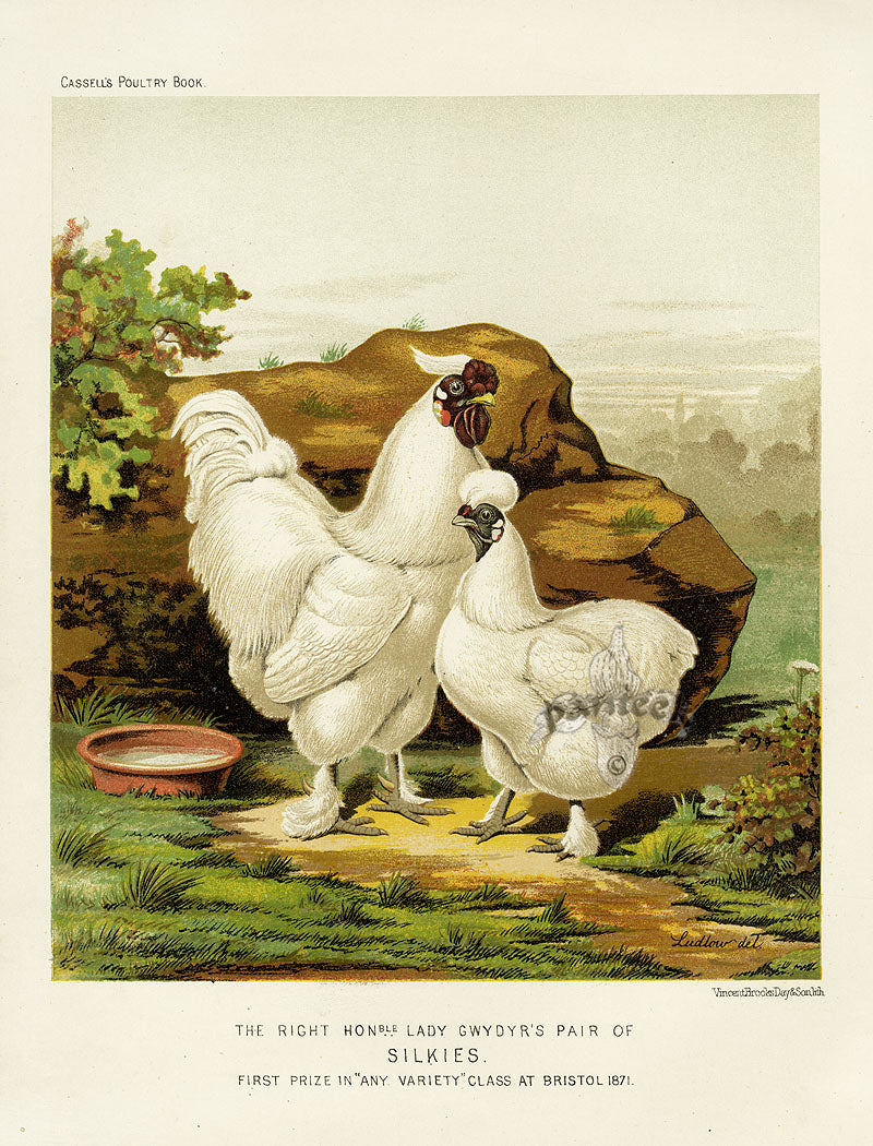 Wright Antique Poultry Prints Silkies