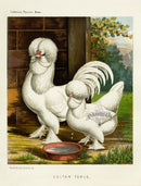 Wright Antique Poultry Prints Sultan Fowls - Panteek Antique Prints