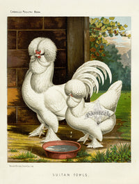 Wright Antique Poultry Prints Sultan Fowls - Panteek Antique Prints