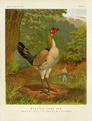 Wright Antique Poultry Prints Wheaten Game Hen - Panteek Antique Prints