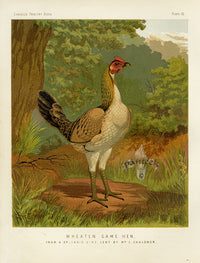 Wright Antique Poultry Prints Wheaten Game Hen - Panteek Antique Prints