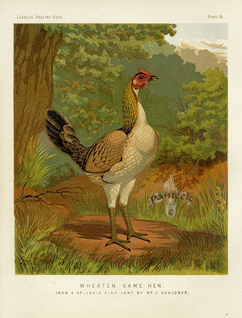 Wright Antique Poultry Prints Wheaten Game Hen