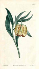 Yellow Frilillaria Curtis Carnivorous Botanical - Panteek Antique Prints