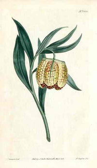 Yellow Frilillaria Curtis Carnivorous Botanical - Panteek Antique Prints