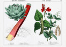 Yonge Instructive Picture Book Antique Print Artichoke, Rhubarb, Pea, Scarlet Runner - Panteek Antique Prints