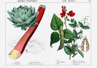 Yonge Instructive Picture Book Antique Print Artichoke, Rhubarb, Pea, Scarlet Runner - Panteek Antique Prints