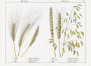 Yonge Instructive Picture Book Antique Print Barley, Rye, Wheat, Oats - Panteek Antique Prints