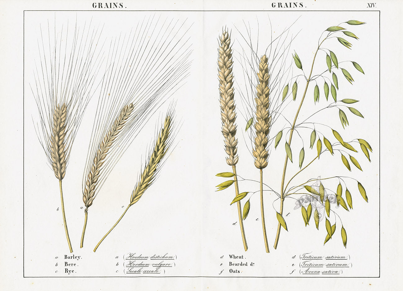 Yonge Instructive Picture Book Antique Print Barley, Rye, Wheat, Oats