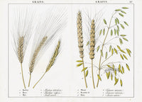 Yonge Instructive Picture Book Antique Print Barley, Rye, Wheat, Oats - Panteek Antique Prints