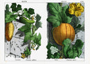 Yonge Instructive Picture Book Antique Print Cucumber, Melon - Panteek Antique Prints