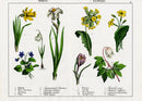 Yonge Instructive Picture Book Antique Print Daffodil, Snowdrop, Cowslip - Panteek Antique Prints