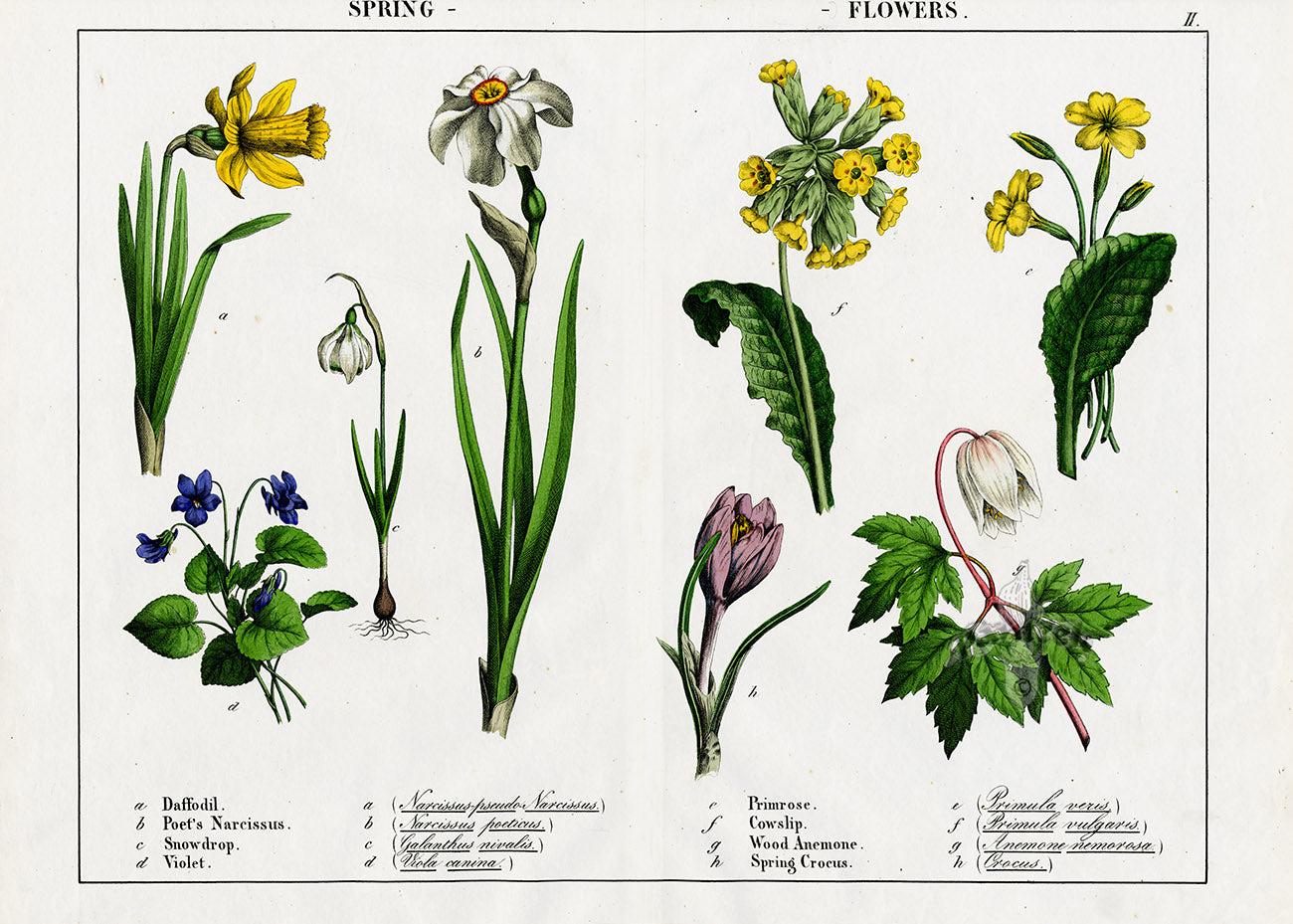 Yonge Instructive Picture Book Antique Print Daffodil, Snowdrop, Cowslip