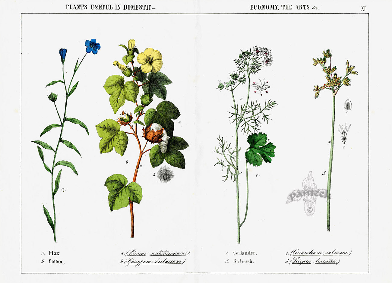 Yonge Instructive Picture Book Antique Print Flax, Cotton