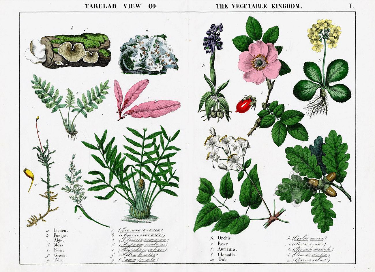 Yonge Instructive Picture Book Antique Print Palm, Orchid, Rose, Auricula