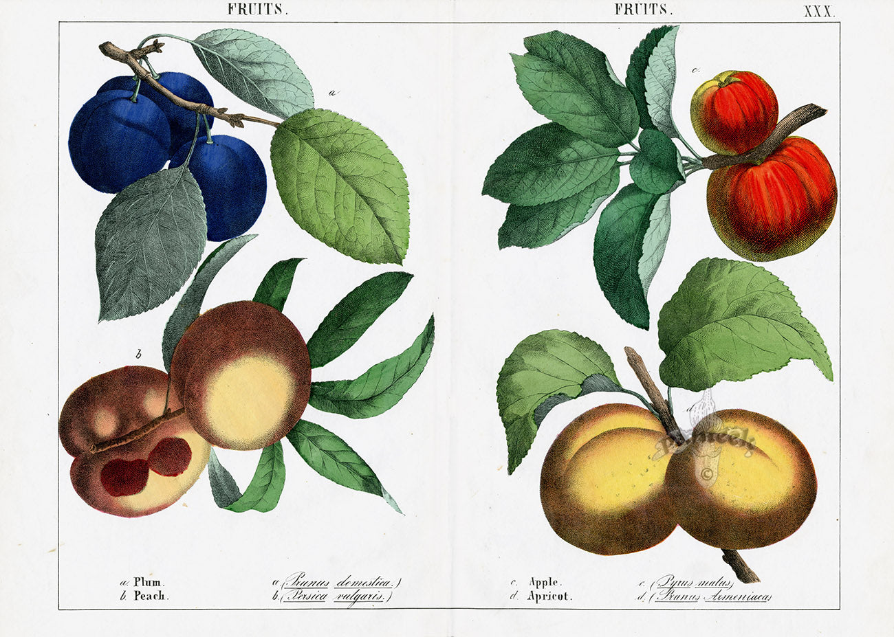 Yonge Instructive Picture Book Antique Print Plum, Peach, Apple, Apricot