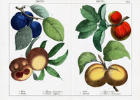 Yonge Instructive Picture Book Antique Print Plum, Peach, Apple, Apricot - Panteek Antique Prints
