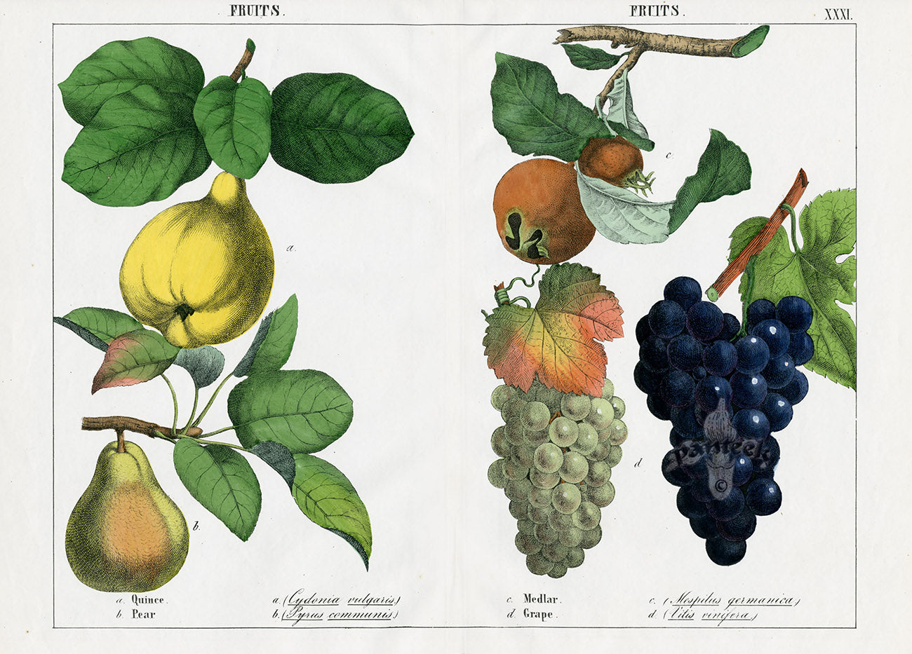 Yonge Instructive Picture Book Antique Print Quince, Pear, Medlar, Grape